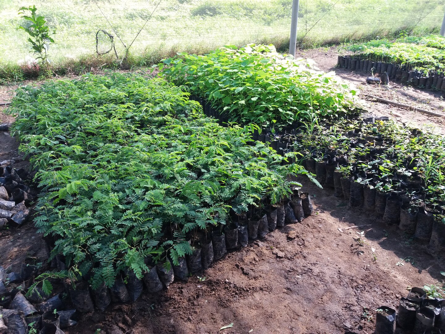 Des variétés d'arbres adaptées aux conditions locales sont plantées dans les zones de reboisement identifiées. | © Helvetas Des variétés d'arbres adaptées aux conditions locales sont plantées dans les zones de reboisement identifiées. | © Helvetas