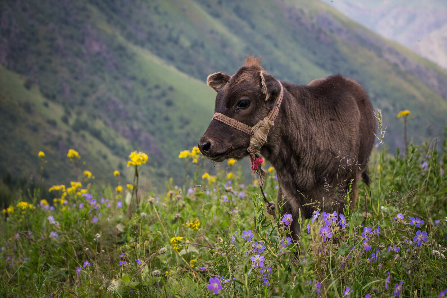 About 80% of households in Alay and Chon-Alay keep livestock | © Helvetas