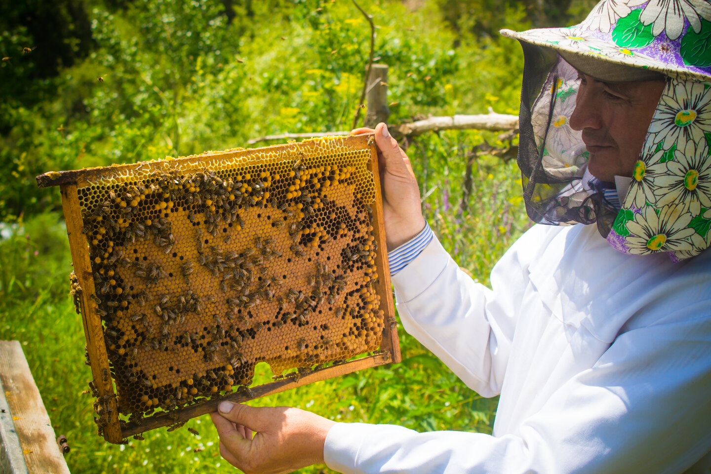 Beekeeping sector has been actively developing in Alay and Chon-Alay  | © Helvetas