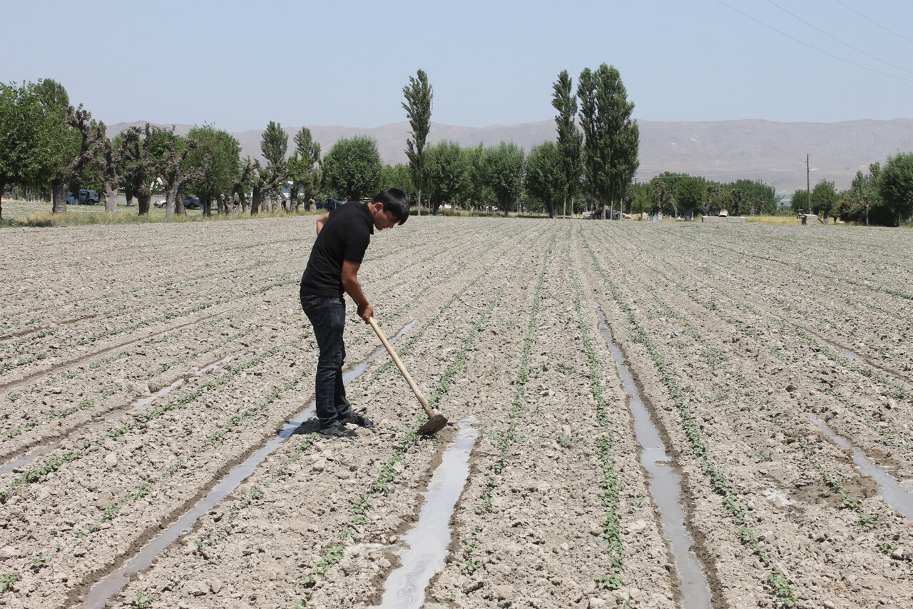 Insights on Water Saving Technologies in Rice and Cotton