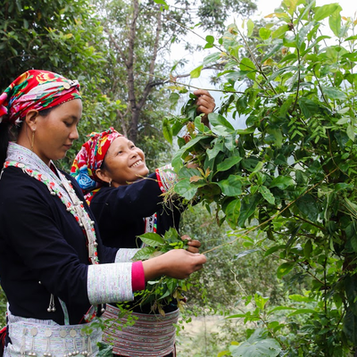 Vietnam_Biotrade_Woman | © Helvetas Vietnam_Biotrade_Woman | © Helvetas