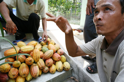 © Cocoa Vietnam. Cacao Vietnam