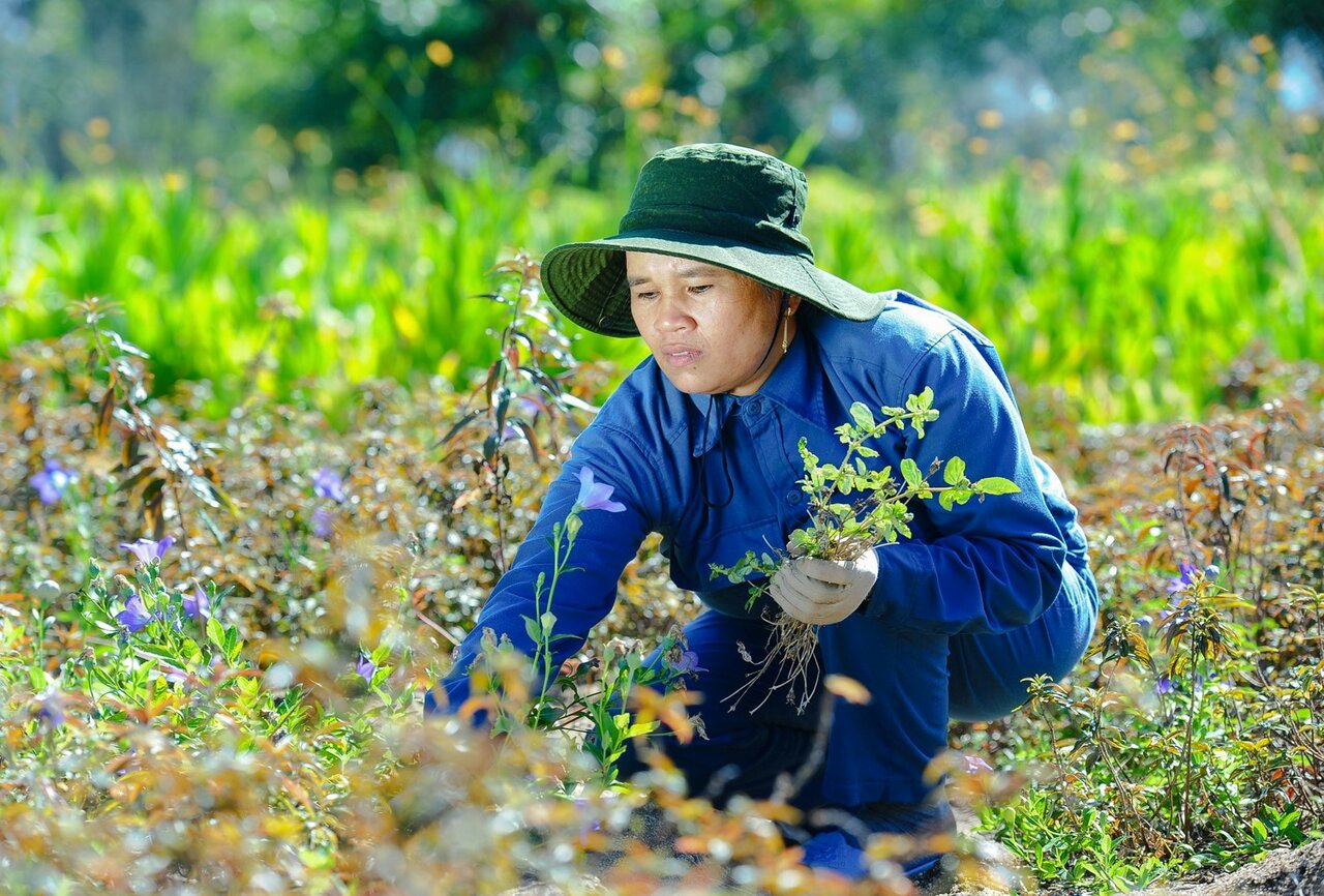 Biotrade Initiative | Vietnam | Helvetas