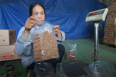 Female workers pack cinnamon in the store of Visimex JSC | © Gia Chinh 