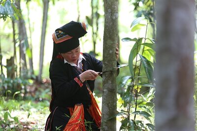 Huge trees are said to be better in quality. The farmers bark the trees first and then cut them down.    | © Gia Chinh