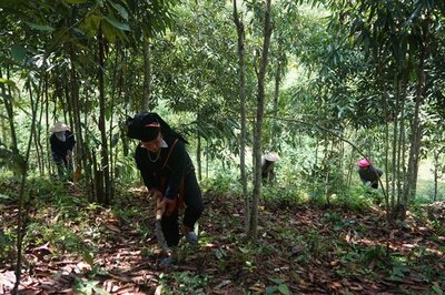 The Thái ethnic farmers harvest cinnamon up on the mountains of Phong Dụ Thượng Commune.  | © Gia Chinh