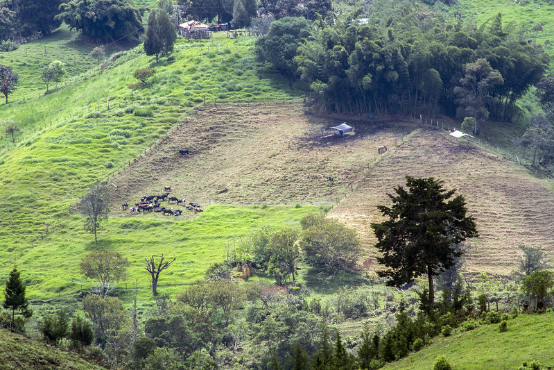© Edwin Laverde para el Programa Bosques Andinos
