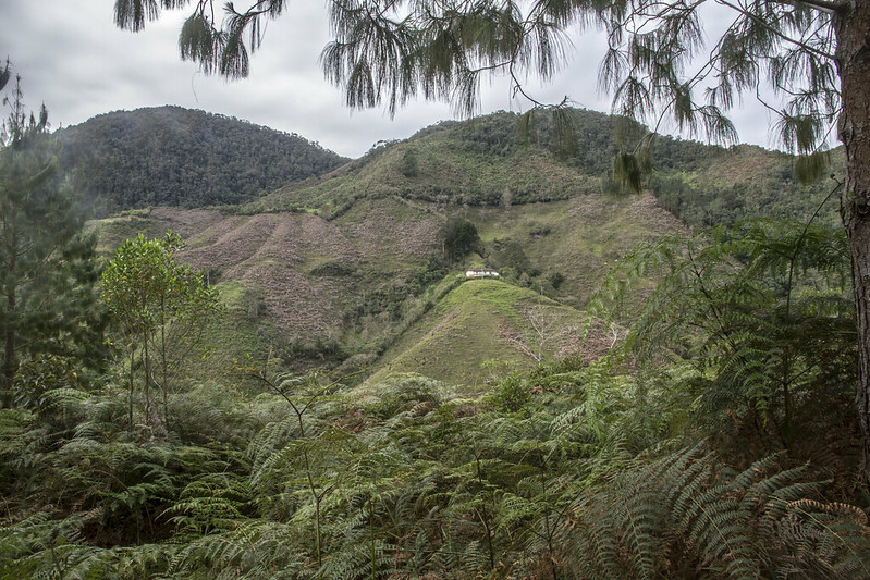 © Edwin Laverde para el Programa Bosques Andinos