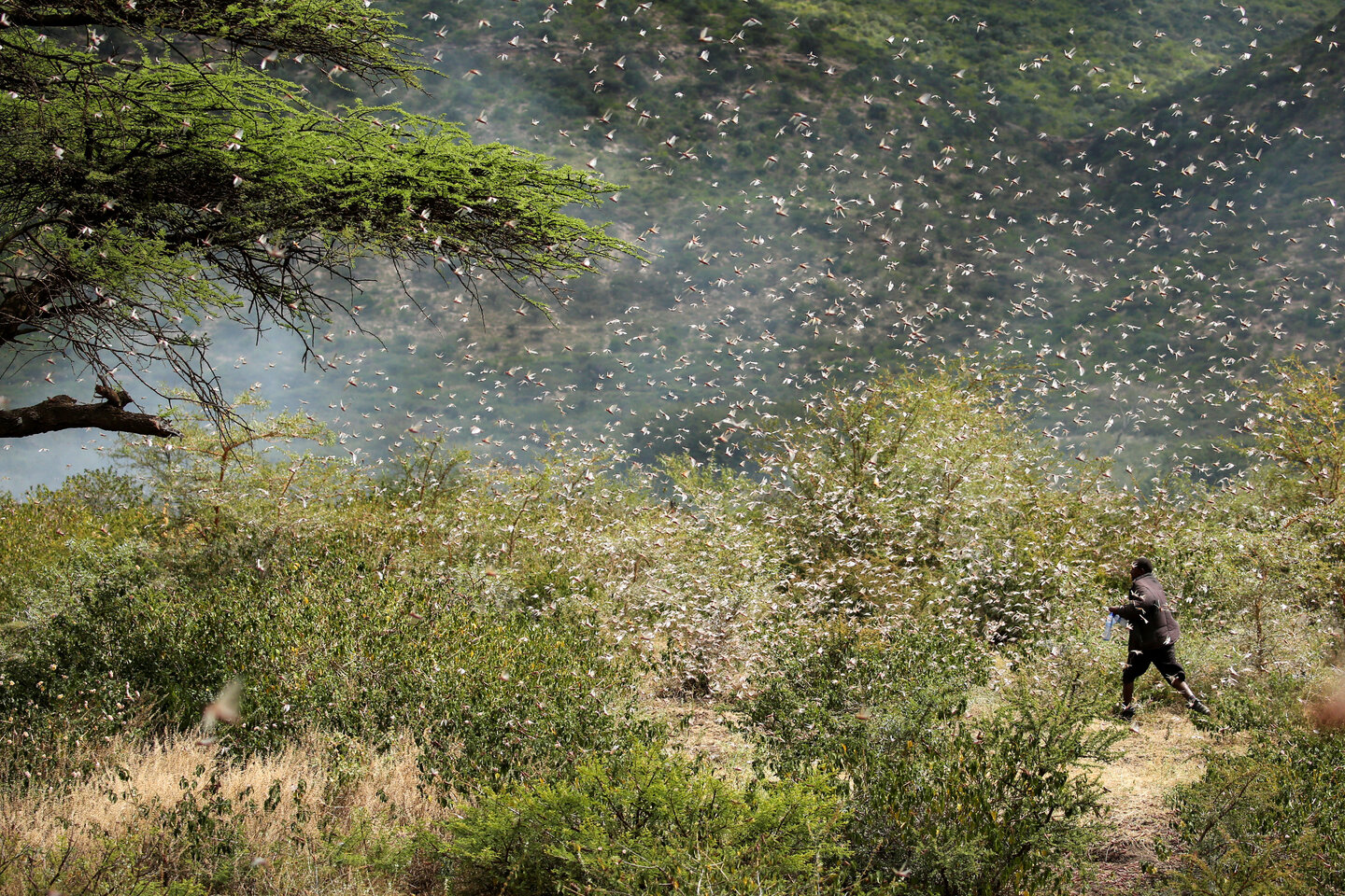 Ahmed Ibrahim, 30, an Ethiopian farmer, attempts to fend off desert locusts as they fly in his khat farm on the outskirt of Jijiga in Somali region, Ethiopia January 12, 2020. Picture taken January 12, 2020.  | © REUTERS/Giulia Paravicini