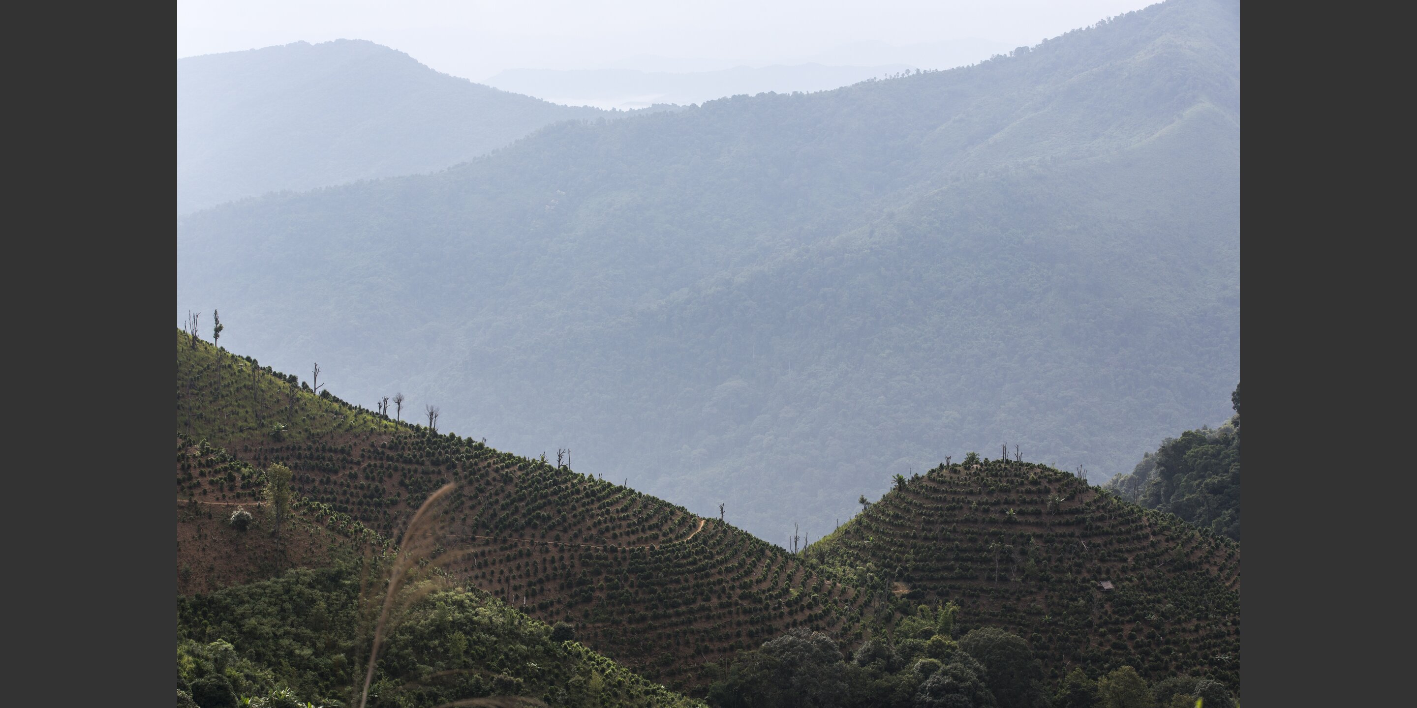 Where Tea Grows on Trees | Helvetas