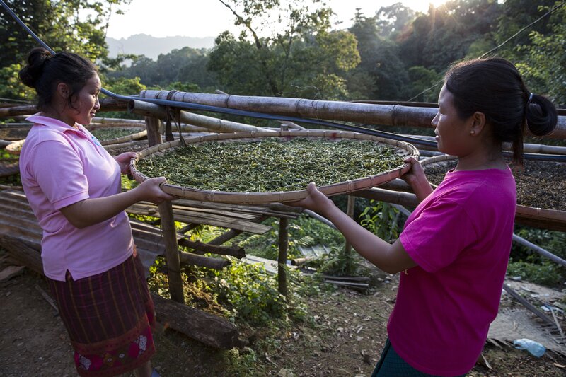 Where Tea Grows on Trees | Helvetas